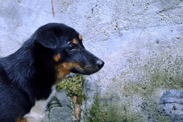 Lindo Perro Parque — Foto de Stock