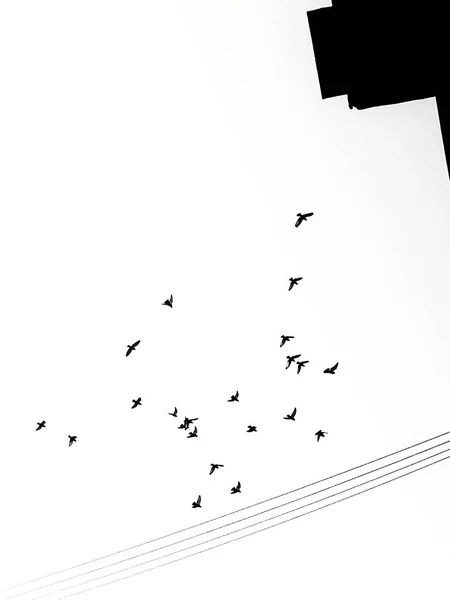 vector illustration of a birds flying in the sky