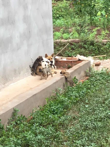 Gato Parque — Foto de Stock