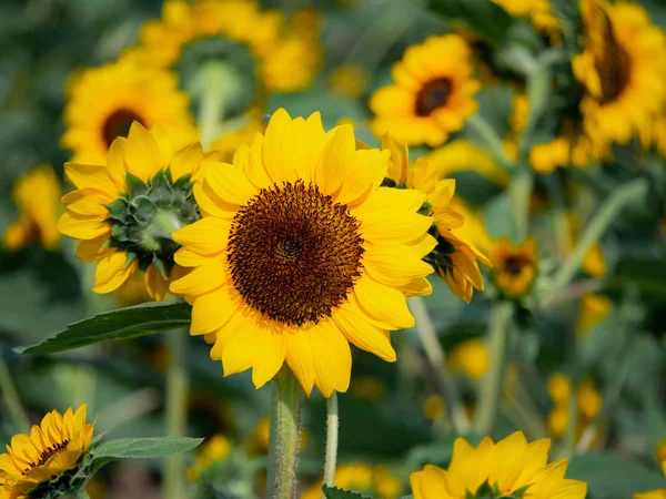 Girassóis Pétalas Amarelas Flora Verão — Fotografia de Stock