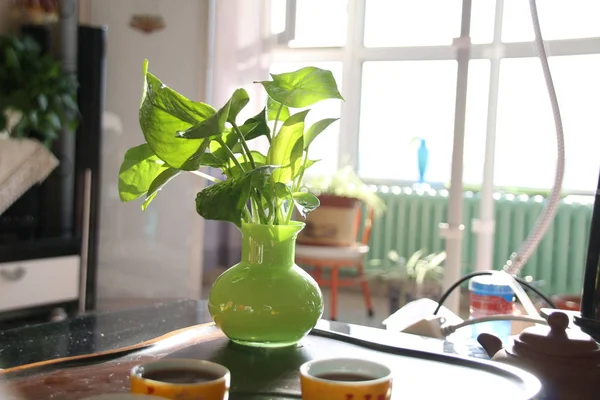coffee cup and plant in the kitchen