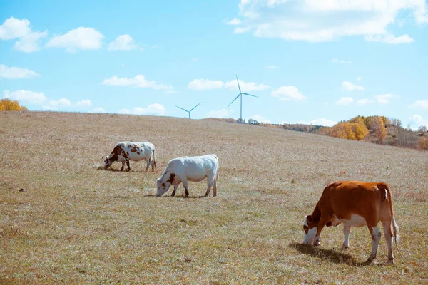 Domestic cattle at the farm