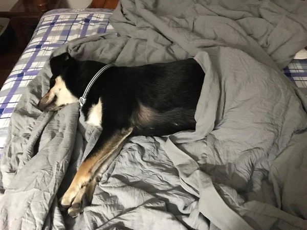 dog sleeping in bed
