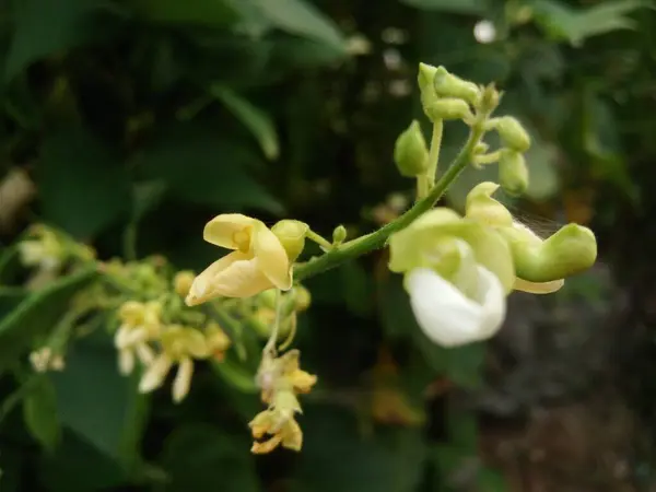 美丽的植物学照片 天然壁纸 — 图库照片