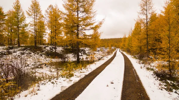 Camino Vacío Bosque — Foto de Stock