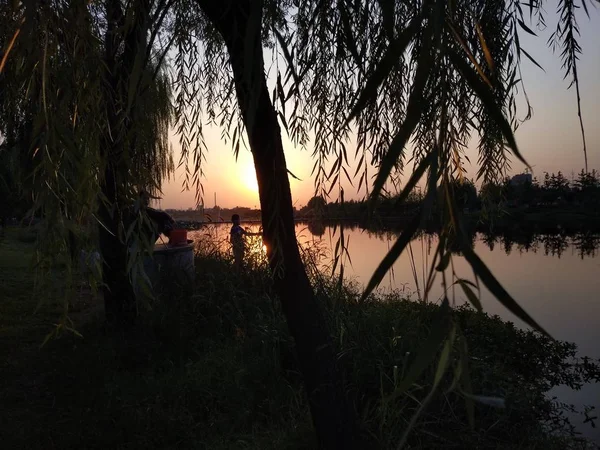 Hermoso Atardecer Bosque — Foto de Stock