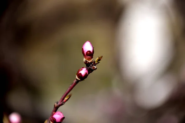 Prachtig Bloeiende Boom Het Voorjaar — Stockfoto