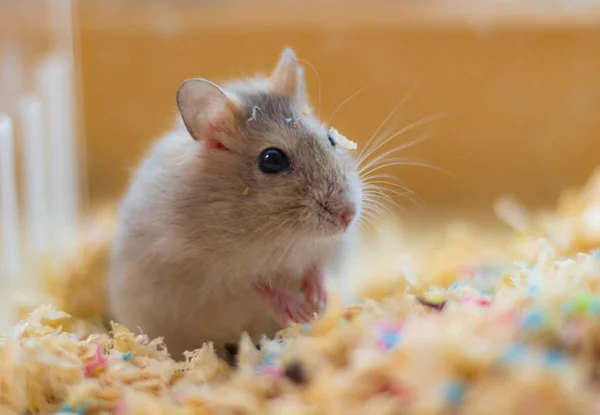 Mignon Petit Hamster Dans Panier — Photo