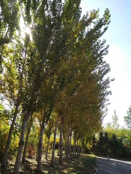 Hermosa Vista Del Parque Ciudad — Foto de Stock