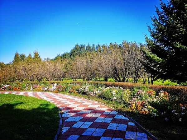 Hermoso Paisaje Con Una Hierba Verde Campo — Foto de Stock