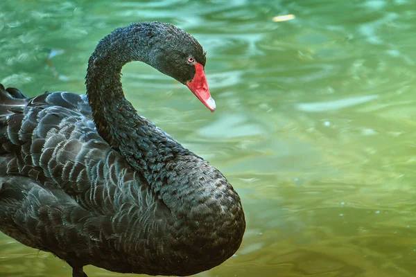 Afbeelding Van Een Prachtige Vogel Ornithologie — Stockfoto