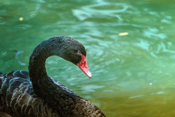 Een Zwaan Die Het Meer Zwemt — Stockfoto