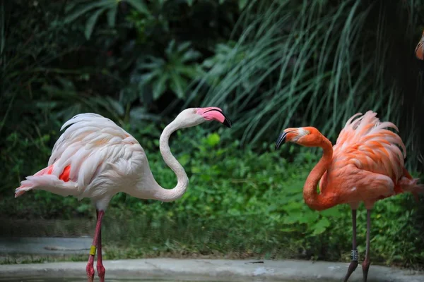 flamingo bird, tropical flora and fauna
