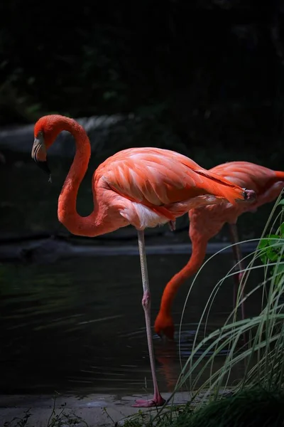 flamingo bird, tropical flora and fauna