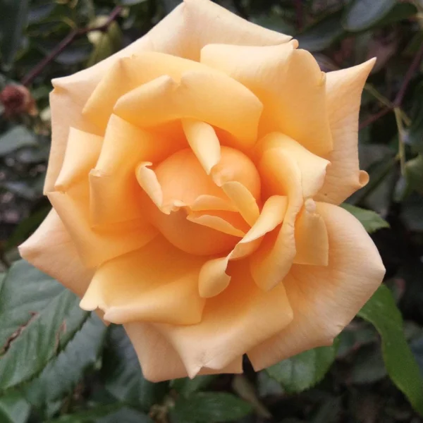 Hermosa Flor Rosa Jardín — Foto de Stock