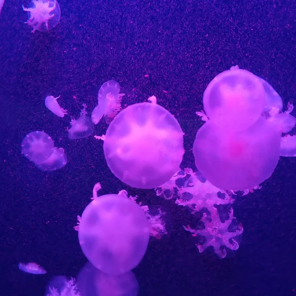 marine jellyfish, underwater fauna,