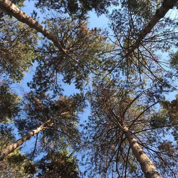 Hermosa Vista Naturaleza Del Bosque — Foto de Stock