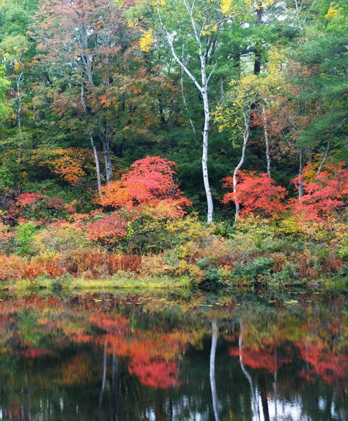 森の中に紅葉が広がる秋の風景 — ストック写真