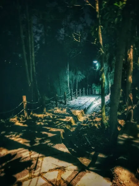 Hermoso Paisaje Nocturno Con Árboles Bosque — Foto de Stock