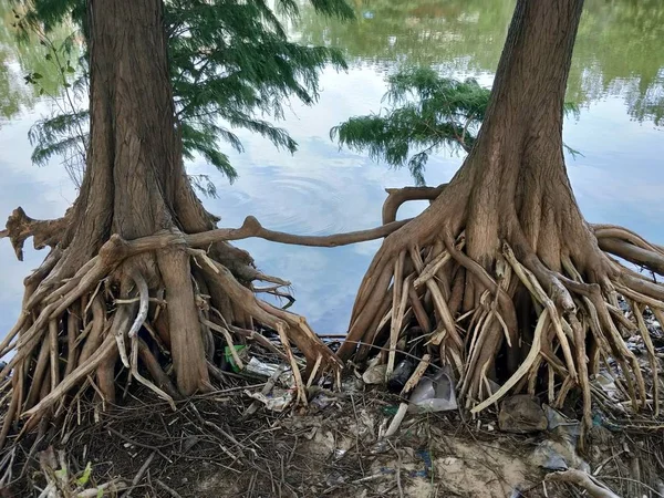 Tree Branches Forest Flora Nature — Stock Photo, Image