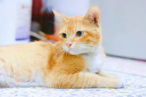 Hermoso Gato Rojo Con Ojos Naranjas — Foto de Stock