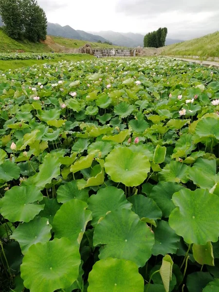 Hermoso Loto Acuático Nenúfar Botánica — Foto de Stock