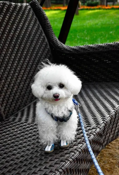 Perro Sentado Una Silla Parque — Foto de Stock