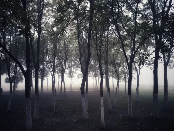 Árvores Bonitas Parque — Fotografia de Stock