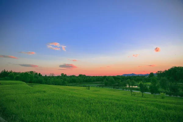 Beautiful Landscape Field Green Grass Tree — Stock Photo, Image