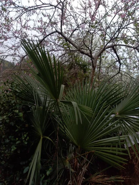 Árbol Verde Bosque — Foto de Stock