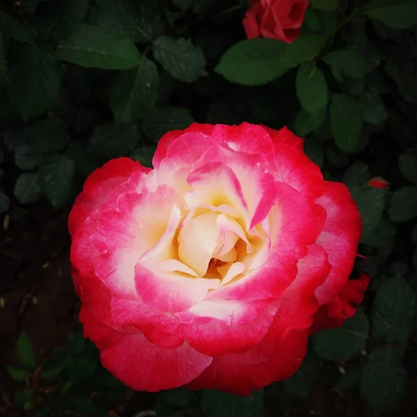 Hermosa Rosa Jardín — Foto de Stock