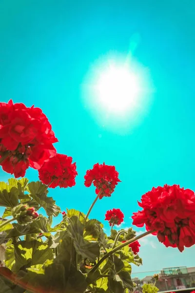 beautiful red flower background