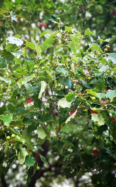 Hojas Verdes Follaje Arbóreo Flora Verano — Foto de Stock