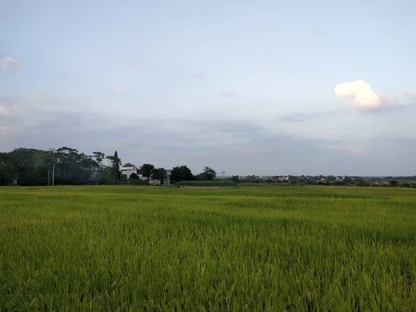 Paisaje Rural Con Arrozales — Foto de Stock