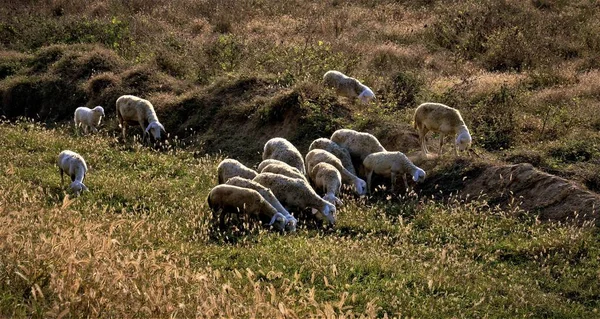 Ovejas Campo — Foto de Stock