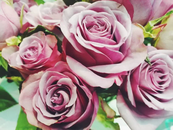 Rosas Rosadas Hermosas Una Cesta — Foto de Stock