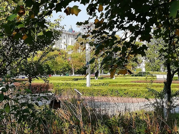 Plantas Florales Jardín Follaje Del Parque — Foto de Stock