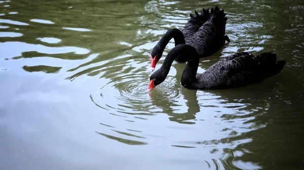 Cisnes Negros Lago —  Fotos de Stock