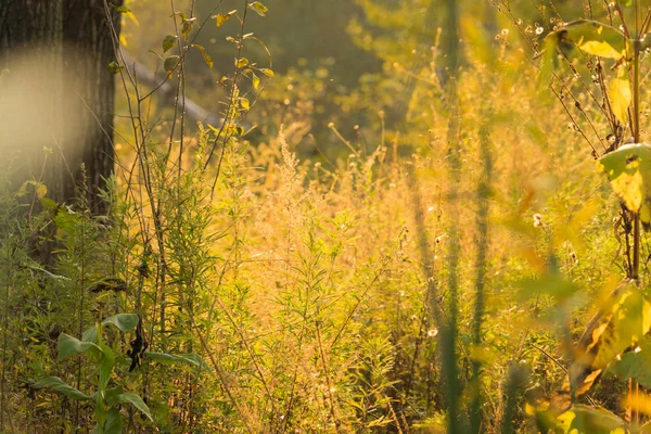 Bosque Otoño Por Mañana — Foto de Stock