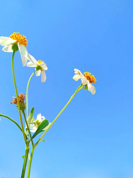 blue sky with white flowers