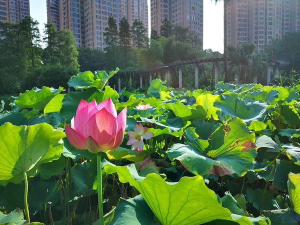 Hermosa Flor Loto Jardín — Foto de Stock