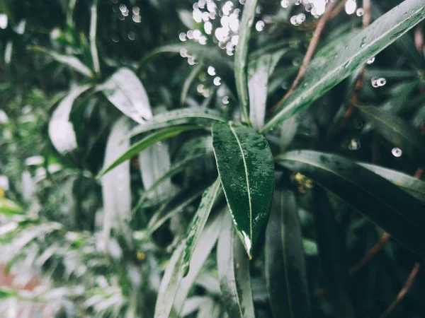 Hojas Verdes Árbol — Foto de Stock