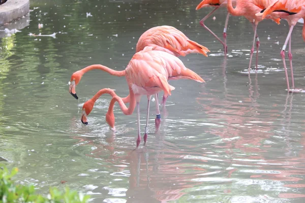 Flamingo Flora Fauna Tropicais — Fotografia de Stock