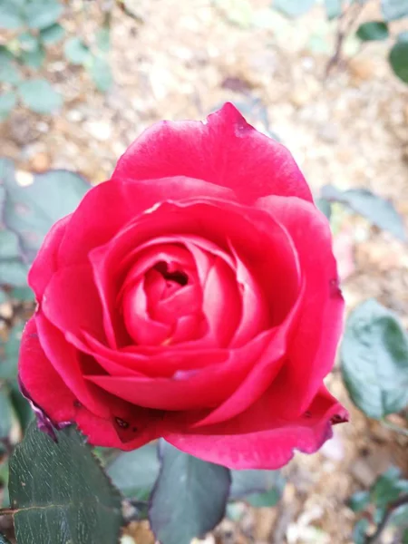 Hermosas Flores Que Crecen Jardín Flora Verano — Foto de Stock