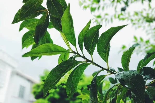 Hojas Verdes Jardín — Foto de Stock