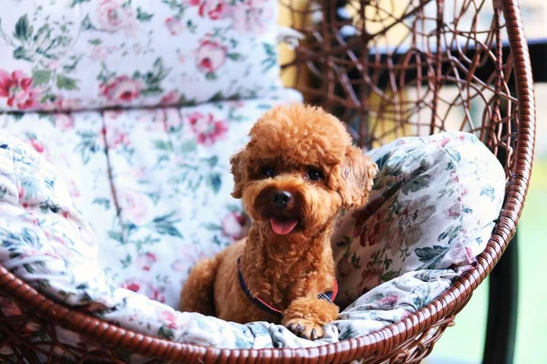 dog with a toy bear