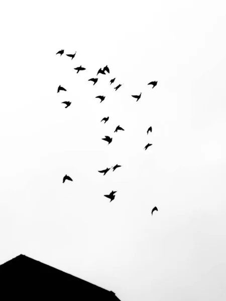 Bandada Aves Volando Cielo — Foto de Stock