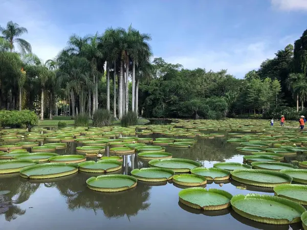 Planta Acuática Oriental Flor Loto Nenúfar — Foto de Stock