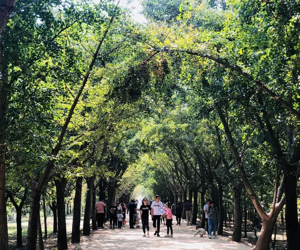 Árboles Parque Primavera — Foto de Stock