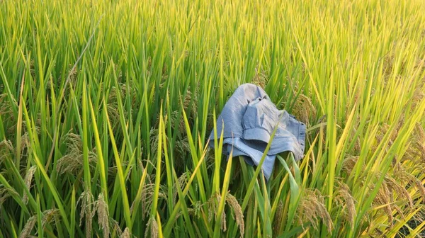 rural landscape with rice fields